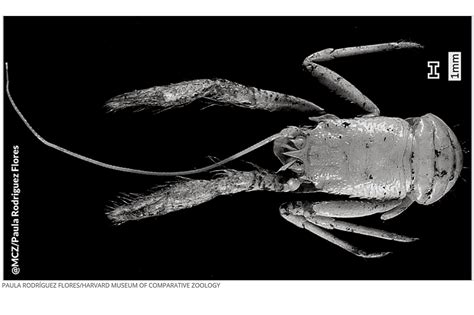  Deep-Sea Dweller: Discover the Delectable Dance of the Squat Lobster!