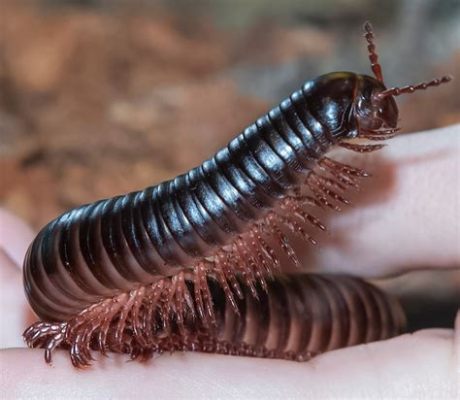 Laos Millipede: En Fascinerande Kryp med Tusen Ben som Gör en Skön Dans på Markgolvet!