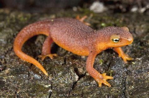  Newt - En fascinerande amfibie som lever både på land och i vatten!