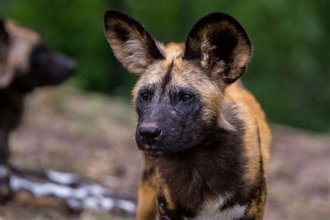  Ugandan Wild Dog!  An Unexpectedly Social Predator with a Distinctive Spotted Coat