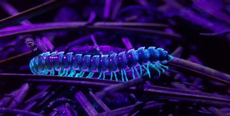  Ultrasonic Millipedes:  Silent Crawlers With A Thousand Legs Exploring The Secrets Beneath Our Feet!