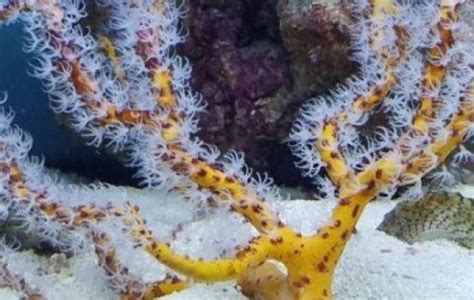  Yellow Gorgonian! A Deep Sea Creature That Embraces Its Colorful Identity Like a Living Feather Boa