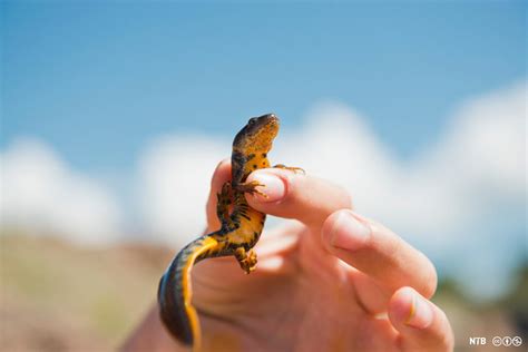  Aztek Salamander: En liten förstärkare av grottmörkret som gärna simmar i lövhögar!