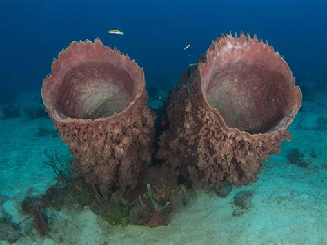 Filamentous Barrel Sponge! En livsstil som både fascinerar och förvirrar den mest erfarna biologen.