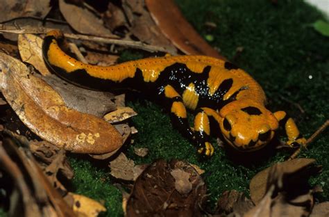  Fire Salamander: En Överraskande Färgglad Inhabitant I Vår Skog!