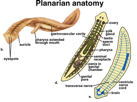  Flodjuka - En fascinerande flodjurka som både är ett mästerverk av evolution och en riktig partypingvin i det mörka undervegetationen!