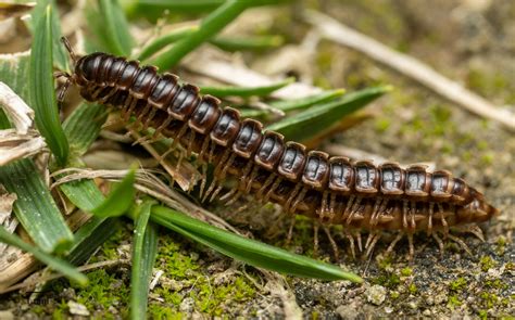 Garden Millipede: Uppsök De Döda Löven Och Skräp högarna!