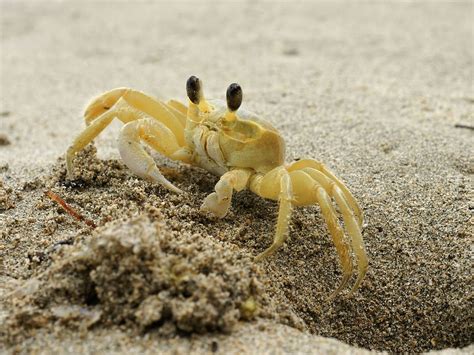   Ghost Crab! En Fascinerande Skåp med Hård Hud och Snälla Tänder