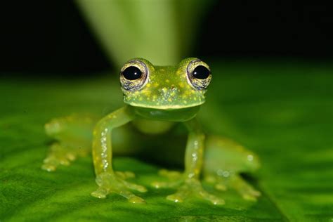  Glass Frog! A Master of Camouflage Who Embraces Transparency