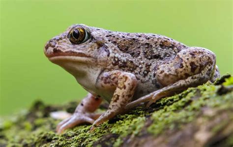  Hog Toad: A Master of Camouflage That Leaps Like a Tiny Froggy Acrobat!