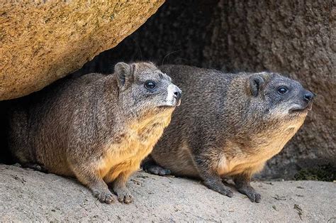  Hyrax!  En unik blandning av kanin och elefant som lever i bergiga regioner