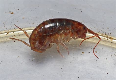  Jacksonville Jumping Shrimp: Can These Tiny Crustaceans Really Leap From the Water?