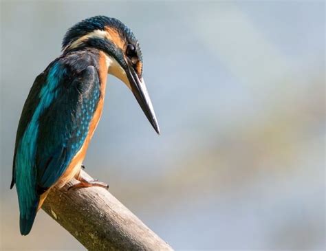  Jaxarthra! En Fascinerande Polychaet med En Gigantisk Mun och en Skärande Tungas Form