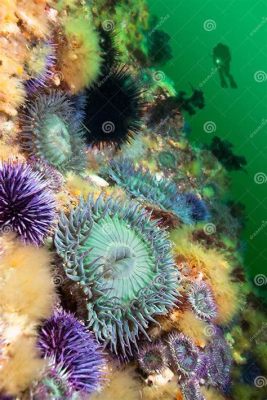 Jewelled Anemone! A Colorful Reef Dweller That Pumps Water With Graceful Contractions