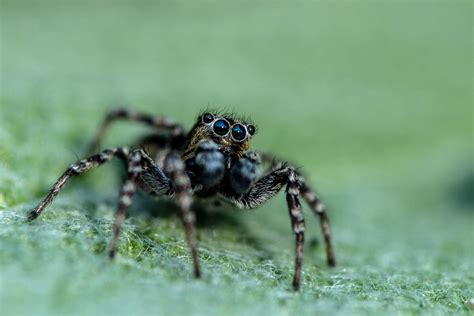  Jumping Spider – En Fängslande Spindlar Med Ögon Som Kan Se Färger Och En Oändlig Fascination För Dansande Flugor!