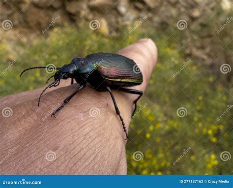  Kackerlakan! Ett djupdyk i den fascinerande världen av det hårdskaliga insektet som kan överleva nästan allt.