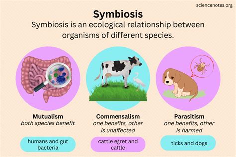  Lugwormen! En fascinerande varelse med många ben som lever i symbios med naturen