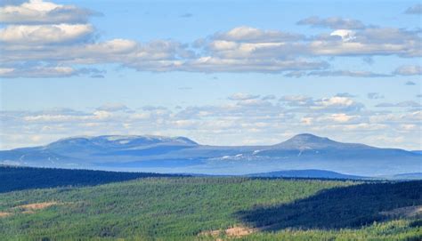  Maolithus - En fantasifull varelse med vackra, lövliknande fjäll!