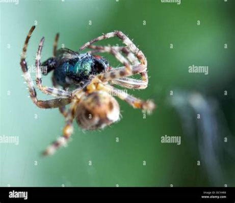  Orbweaver - En spindel som spinner storslagna konstverk och är mästare på att fånga sin byte!