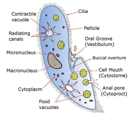  Paramecium! Den lilla varelsen som dansar i droppar och lever ett liv fullt av svält och förförelse