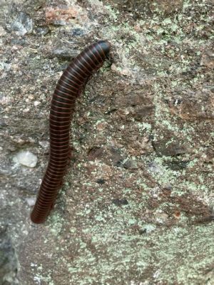  Question Mark - Quattro Millipedes: Are These Gentle Giants Hiding In Your Backyard?