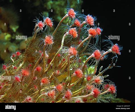 Tubularia - En fascinerande vattenpolyp som bildar vackra kolonier av bioluminescerande blomstrande strukturer!