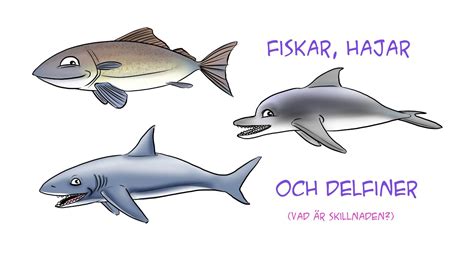  Uggla - En fjäderklädd fisk som är en mästare på att gömma sig i korallen!