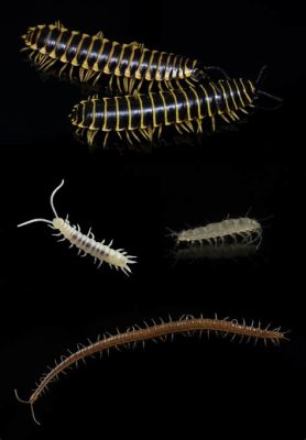  Vållad Myriapod – Den Kryptiska Kämparen Med tusentals Fötter!