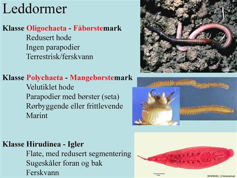   Xueius! En Mycket Sällsynt och Mystifierande Polychaeta med Fascinerande Levevis