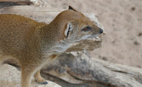  Yellow-Mongoose Enjoys Digging Underground Burrows While Basking in the Sun