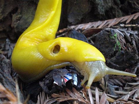  Yellow Slug: En Smältande Skatt Med Ett Fascinerande Släp!