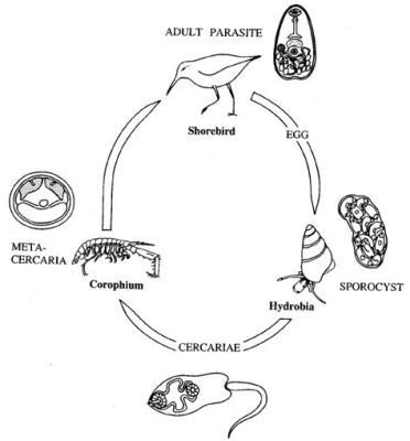  Yoshino Trematoda: En parasit som älskar snäckor och lever ett liv fullt av överraskningar!